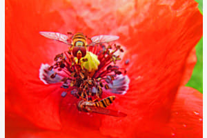 Schwebfliegen Schwebfliegen