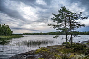 Föhre am See