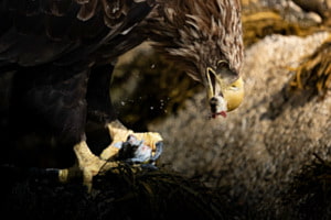 hungry white-tailed eagle hungry white-tailed eagle