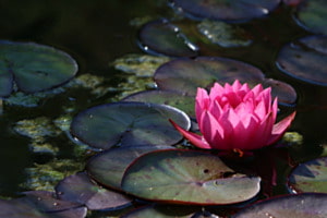 Seerose
