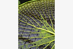 lake-rose-leaf