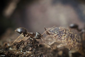 Fourmis