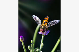 Syrphe