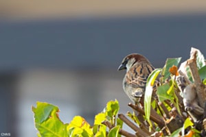 Moineau