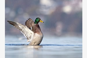 Stockente Stockente