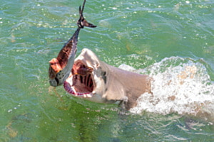 Shark feeding. Key West, Florida
