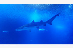 Sharks