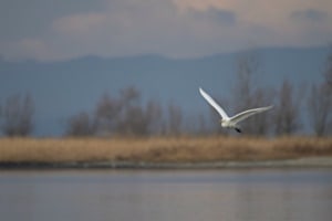 Silberreiher Silberreiher