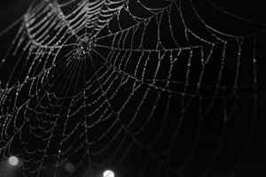Im Netz der Spinne