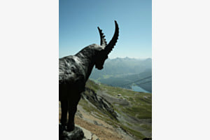 Bergkönig