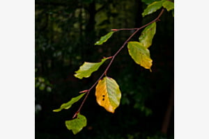Colorchange