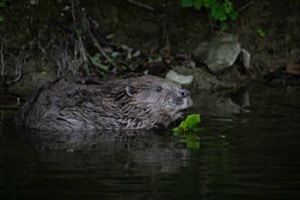 Slow Food