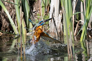  Phönix aus dem Wasser