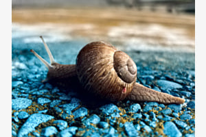 SNAIL ON THE RUN