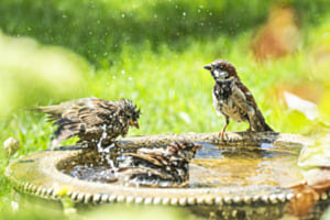 Sommerbad der Spatzen Sommerbad der Spatzen