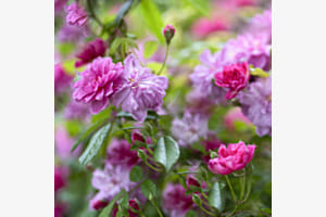 Sommer-Blumenzeit Sommer-Blumenzeit