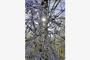 Frostbeeren am Moossee