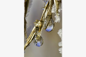 frozen drops