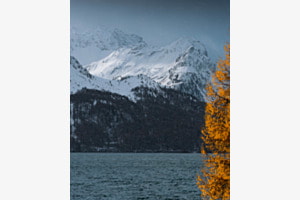 Autumn leaves