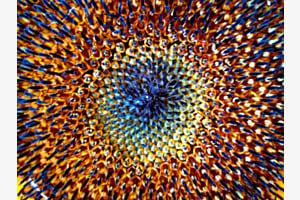 Sonnenblume