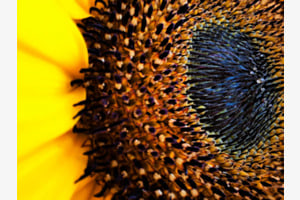 Sonnenblume Nr.2