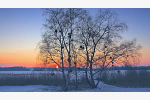 Pfäffikersee 2011