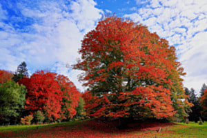 Herbstlicher Farbenrausch