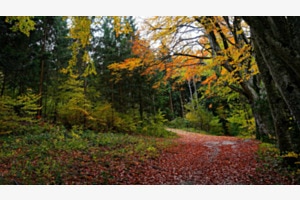 Herbstwald