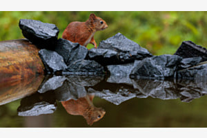 Eichhörnchen