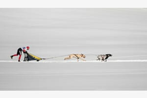 Schnelle Hunde