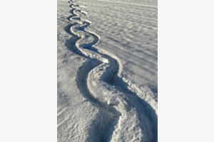 Spur im Schnee