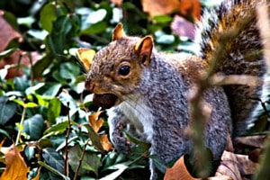 SQUIRREL WITH A NUT