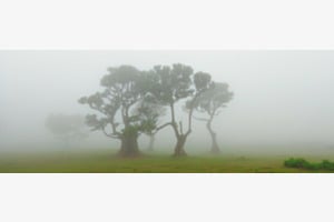 Fanal with fog