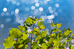 Reflection am Rhein