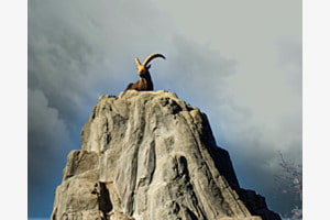 Steinbock Steinbock