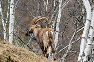 Im Wald Im Wald