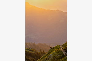 Alpensteinbock
