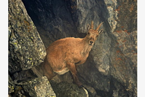 Jungtier in den Felsen Jungtier in den Felsen
