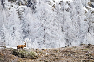 Steinbock im Zauberwald