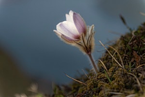 Anemone 