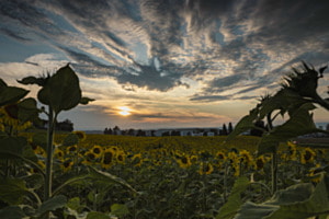Sunflowers in the evening Sunflowers in the evening