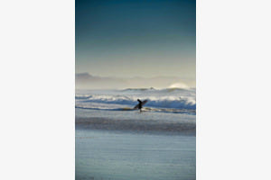 Surfer