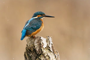 Eisvogel