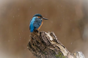 Eisvogel