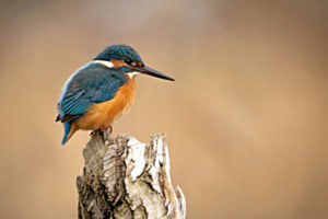 Eisvogel Eisvogel