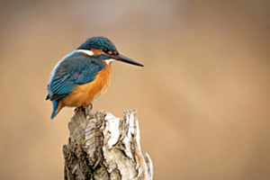 Eisvogel