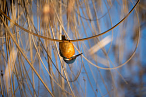 Eisvogel spiegelt sich im Gewässer.