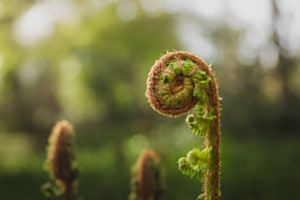 Swirly Beauty