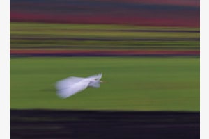 Linienflug
