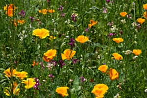 Blumenwiese im X-Tal